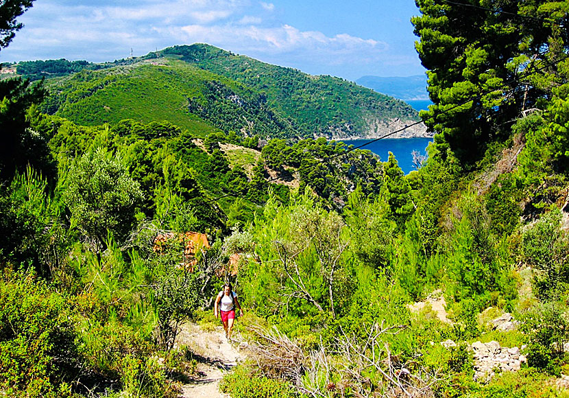 Hike in pine forests on Alonissos in Spodaderna.