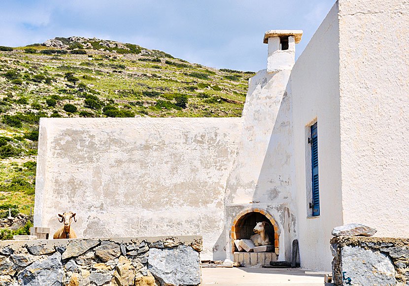Goats on the island of Amorgos in Greece.