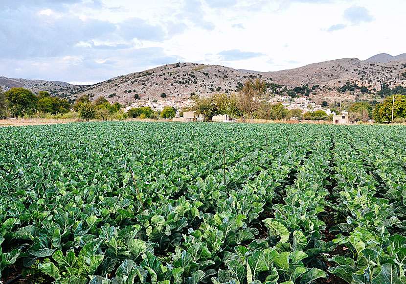 Cultivations on the Lasithi Plateau in eastern Crete.