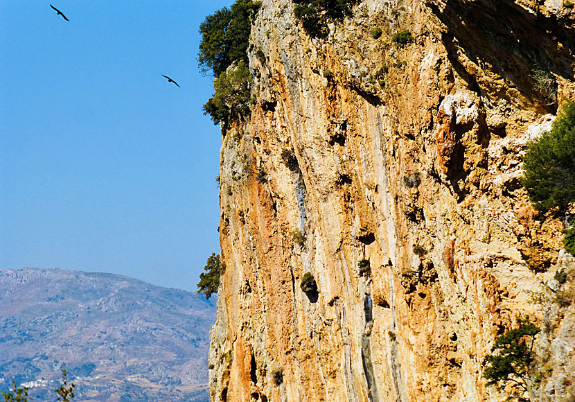 Griffon vultures and bearded vultures can be seen in Crete's many gorges.