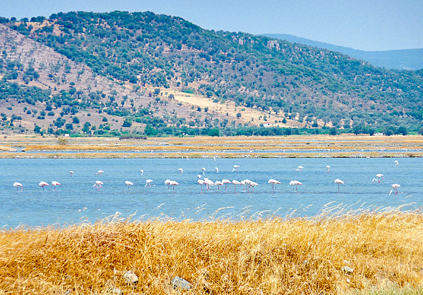 Flamingos at Kalloni Salt Pans near Skala Kalloni in Lesvos.