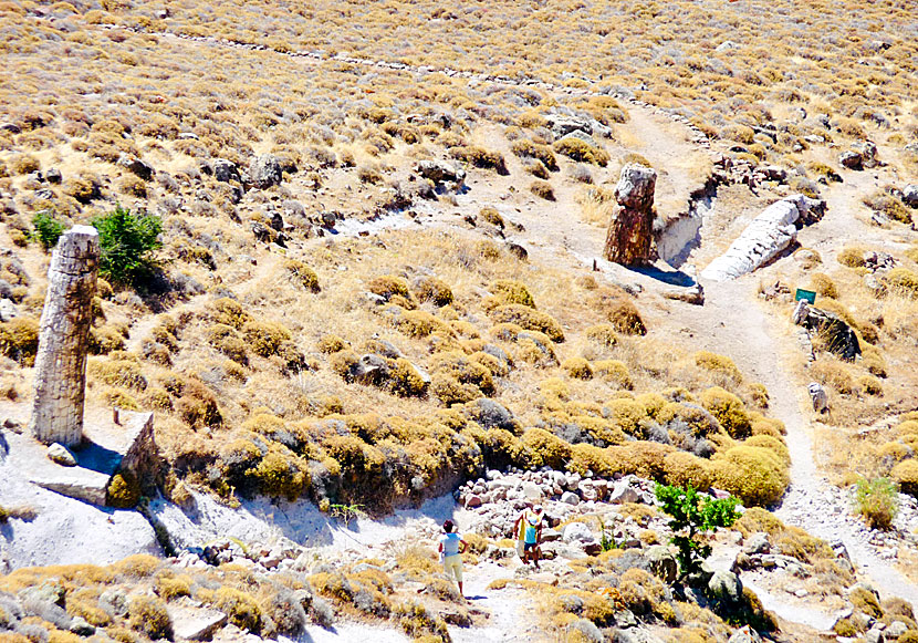 Some of the trees in the petrified forest in Lesvos.