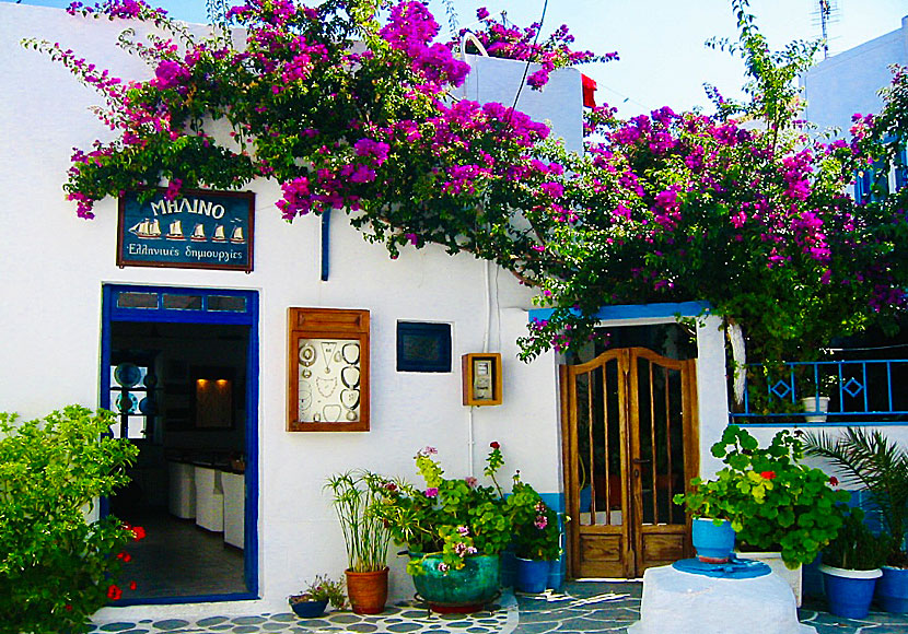 Flowers in Plaka on Milos.