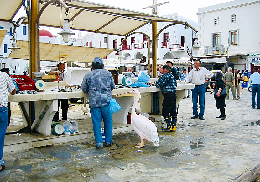 At the fish market in Mykonos town, you can buy fresh fish and seafood every morning.