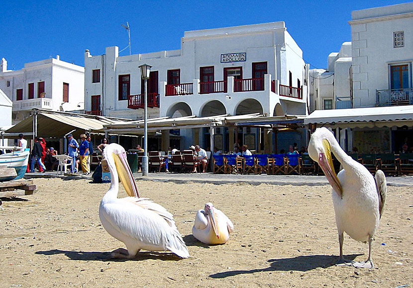Tame pelicans on Mykonos in Greece.