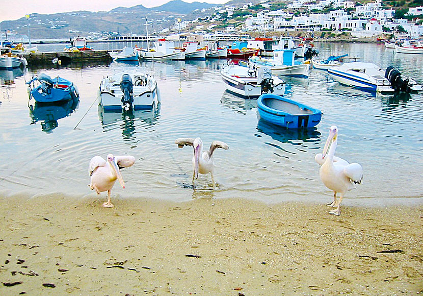 Tame pelicans on Mykonos in the Cyclades.