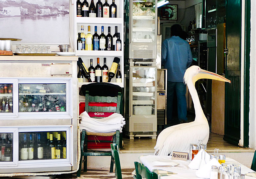 In Mykonos, even the pelicans have to reserve a table at the restaurants.