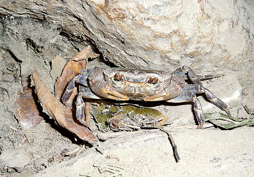 On Samos there are many wild animals, such as snakes and crabs.