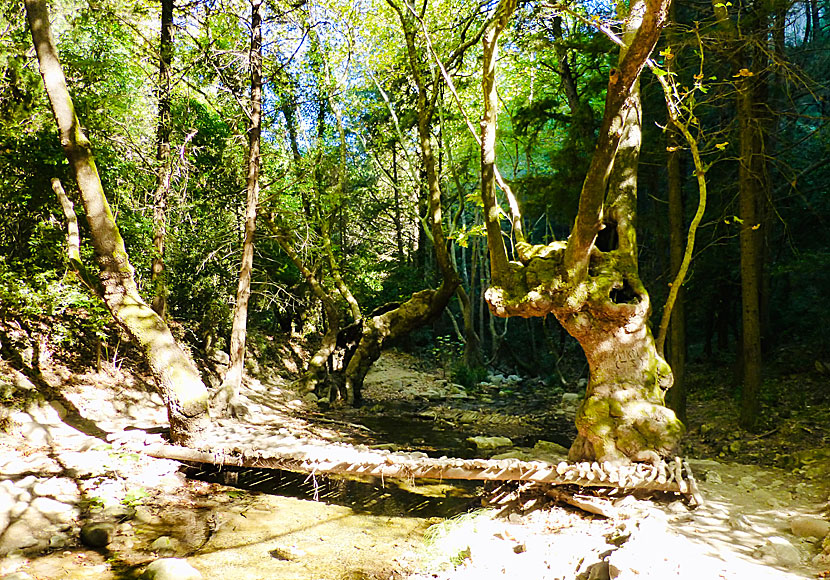 Walking to the waterfall on Samos is like being in John Bauer's fairy tale world.