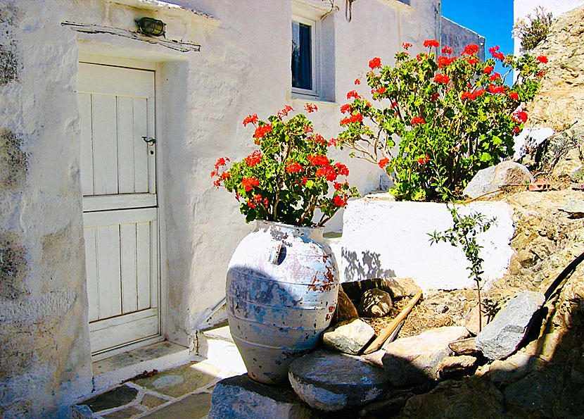Beautiful flowers in the old town of Kastro in Chora on the island of Serifos in the Cyclades.