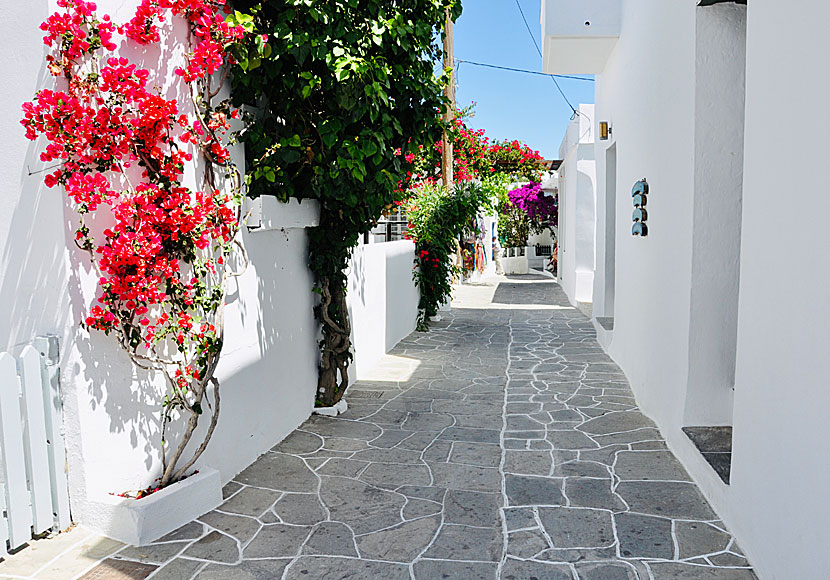 Beautiful flowers in the beautiful village of Apollonia on Sifnos.