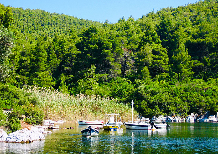 At the far end of Blo Bay on Skopelos, it looks like the Stockholm archipelago.