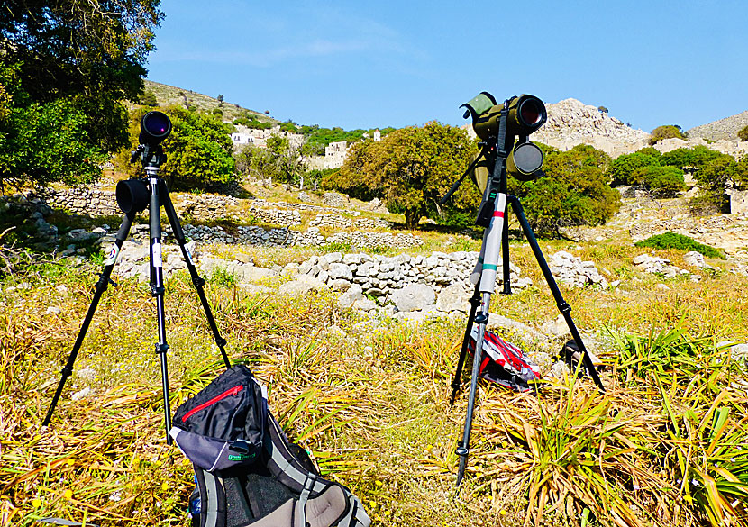 Below Mikro Chorio on Tilos there is a good chance of Bonelli's Eagle and Buteo rufinus.