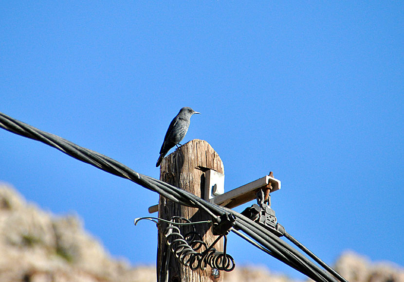 Blue Rock Thrush along the way to Lethra beach.