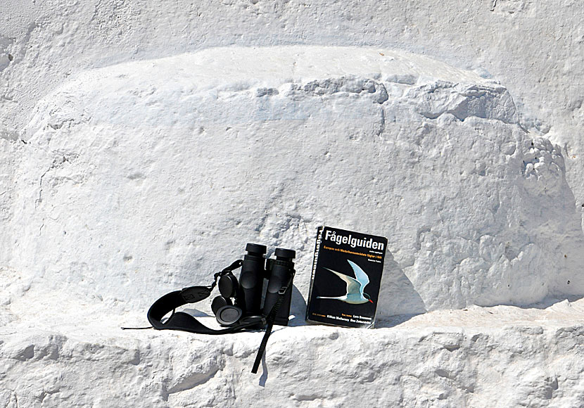 A good pair of binoculars and the Collins Bird Guide are two good friends when bird watching on Tilos.