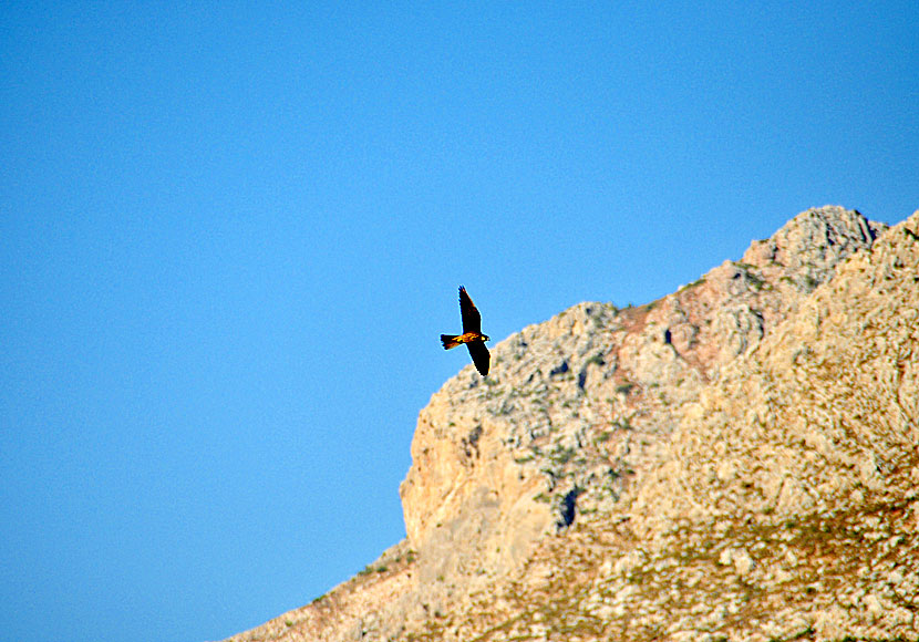 Eleonora's falcon is one of the most common birds of prey on the island of Tilos in Greece.