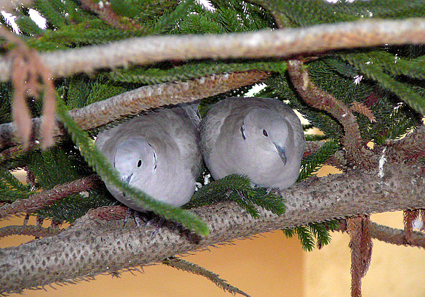 Eurasian Collared Doves on Tilos. 