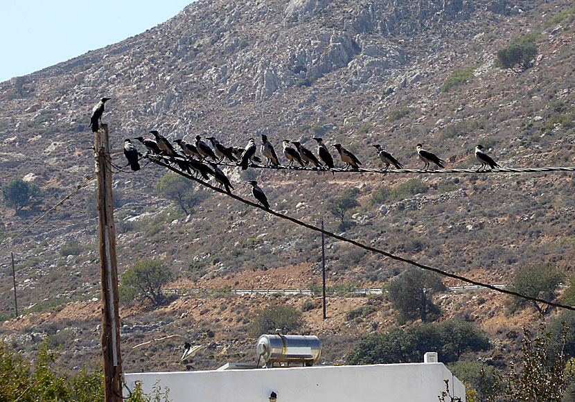 Hooded crows on Tilos.