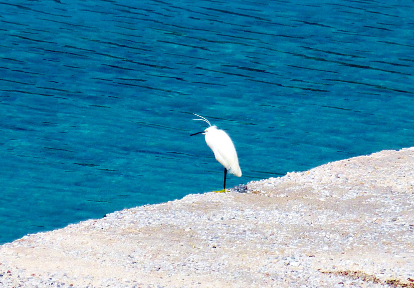 Little Egret in Agios Stefanos.