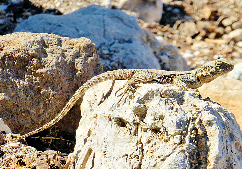 There are many different kinds of lizards on Tilos. Some of them look like dinosaurs.