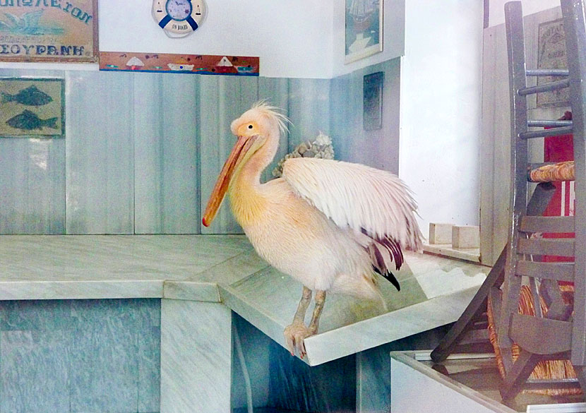 Markos the pelican inside the fish shop also called Markos on Tinos.
