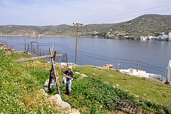 Slaughter the goat on Amorgos.