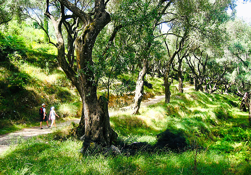 To Lichnos beach you can hike from Parga through the beautiful olive tree forest.