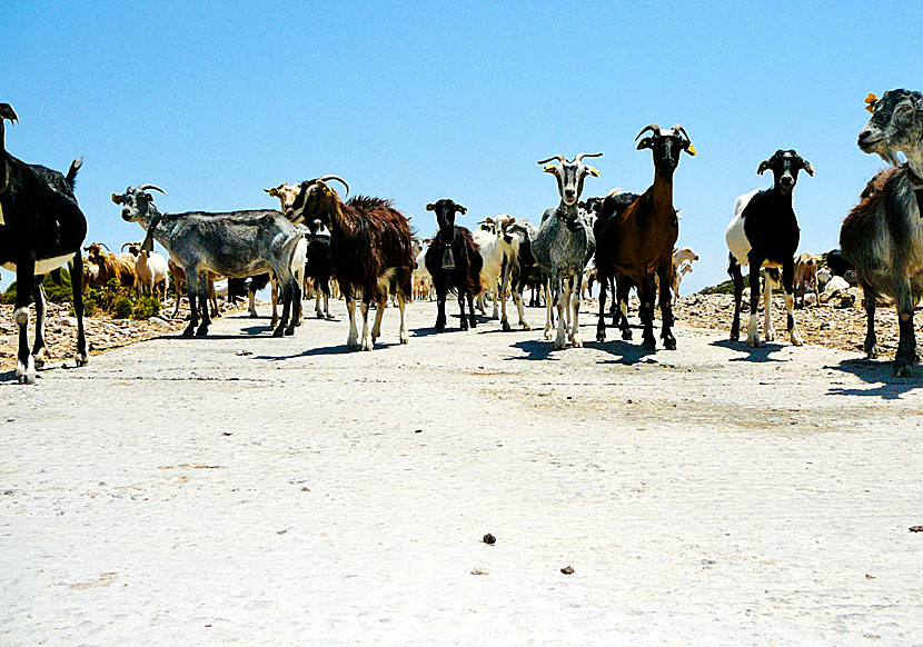 Agathonissi is known for having many goats on the island.