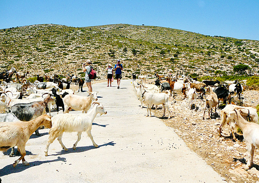 Goat in oven is a speciality at Agathonissi's taverns, and you can tell when you're out hiking because there are goats everywhere.