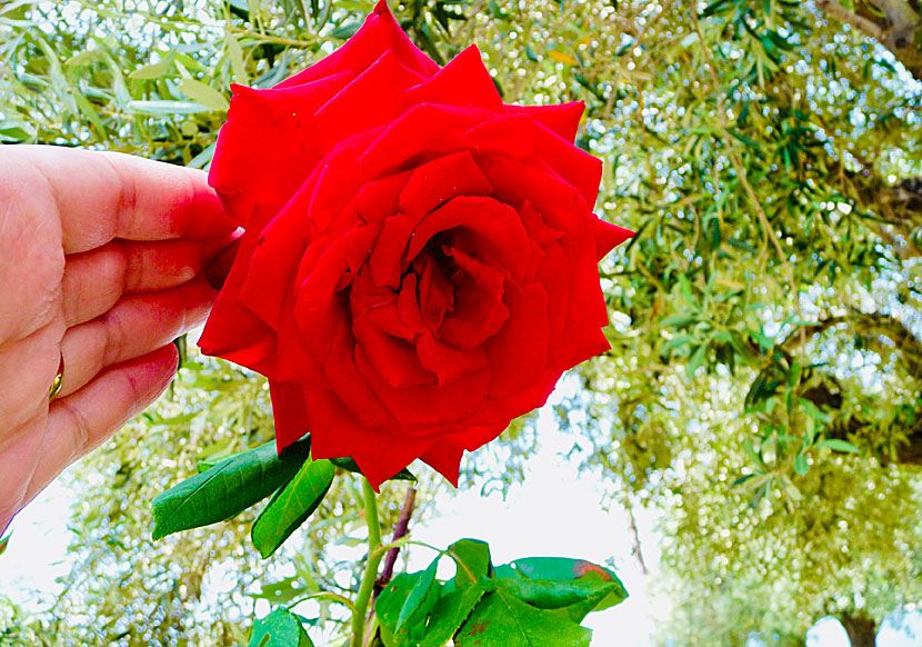 Roses and other beautiful flowers on Alonissos in Greece.