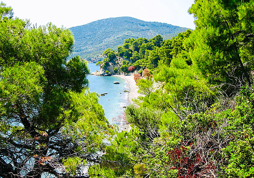 Vythisma beach on Alonissos in the Sporades.