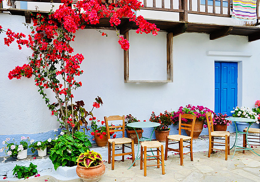 Bougainvillea and other beautiful flowers and plants in Chora.