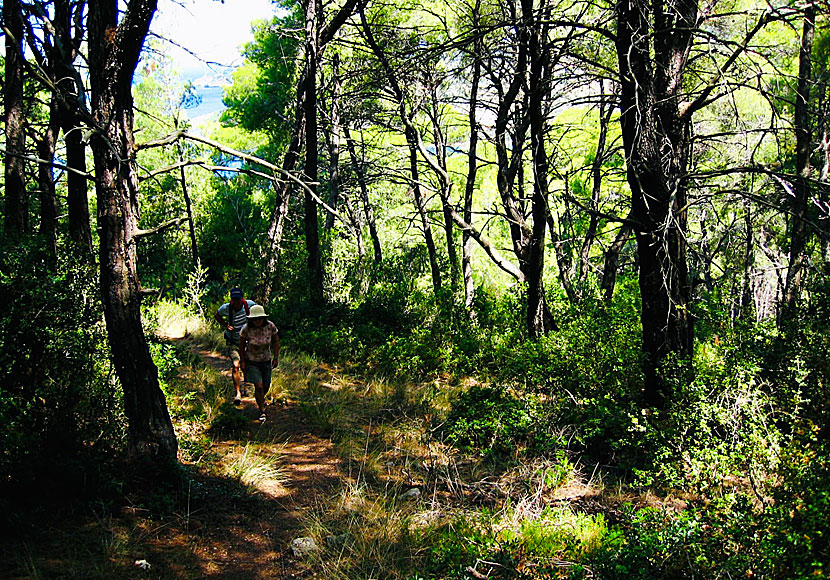 The path that you hiking to the church of Agioi Anargiri on Alonissos.