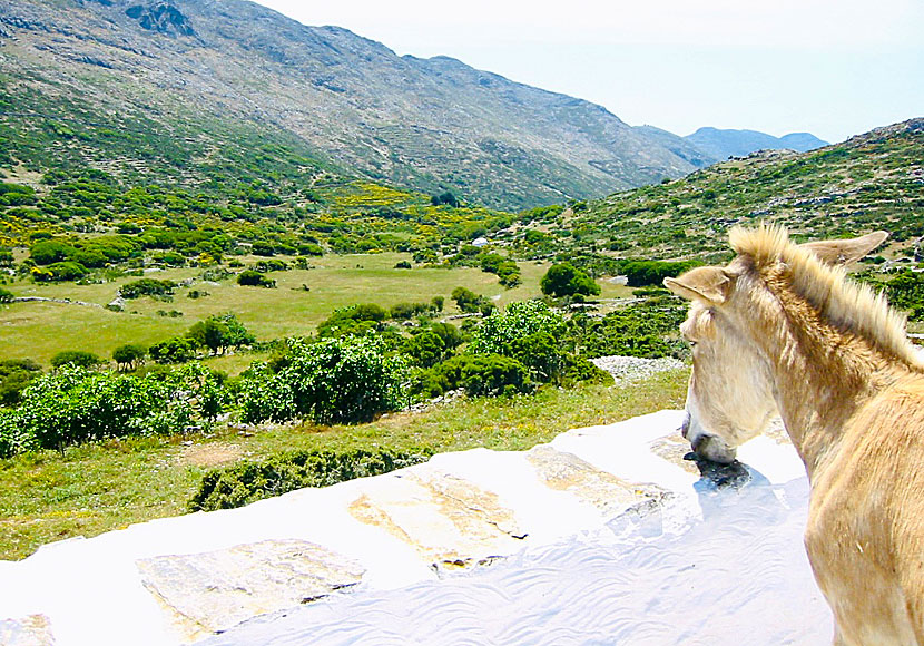 Agios Theologos monastery  in Amorgos.