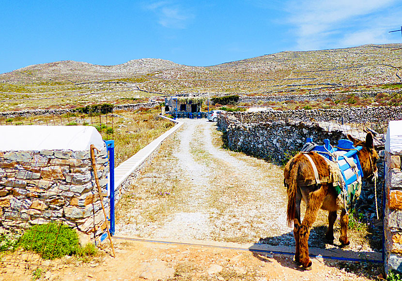 Feel free to have lunch at Taverna To Steki tou Machera, which is located above Asfontilitis.