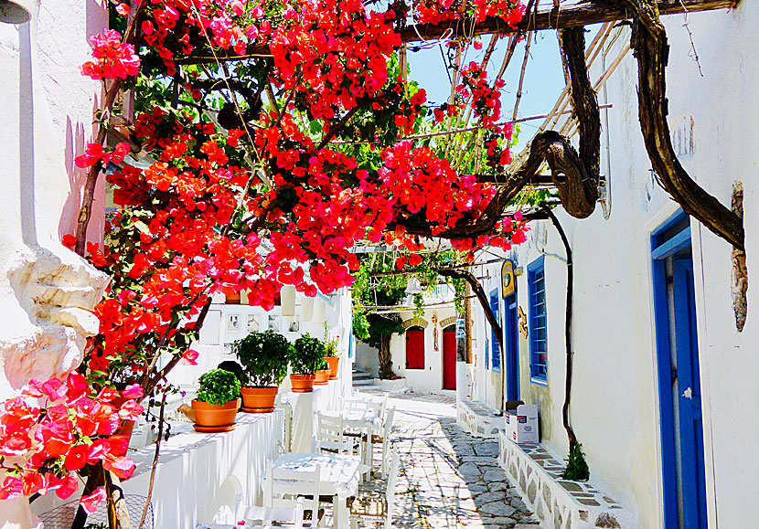 Cafe in Chora. Amorgos.