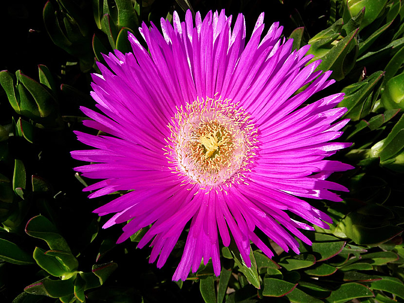 Carpobrotus dimidiatus grows on Amorgos in Greece.