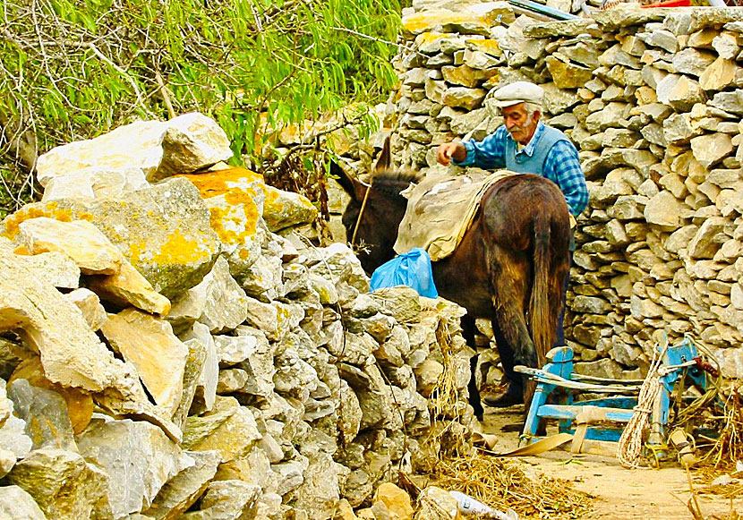 Are there donkeys on Amorgos in the Cyclades?