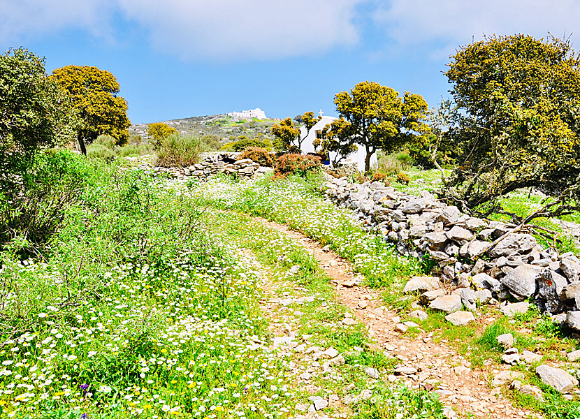 Hiking between Langada and Agios Theologos in Amorgos.