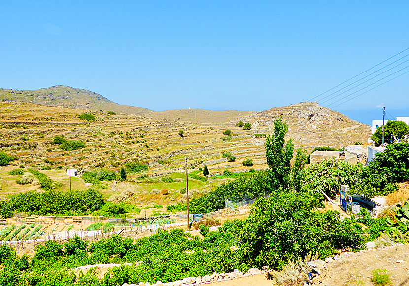 The valley of the retired donkeys below Tholaria on Amorgos.