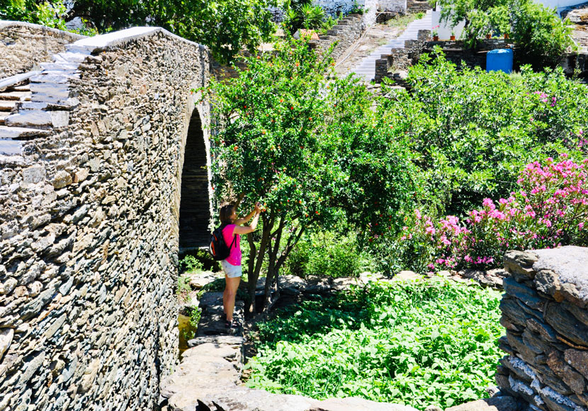 Like many other places on Andros, Aladinou is also green and lush.