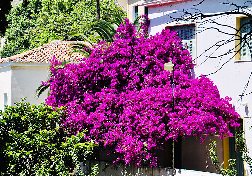 A giant bougainvillea in Stenies.