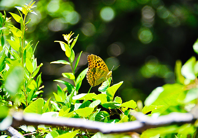 Butterflies on Andros in Greece.