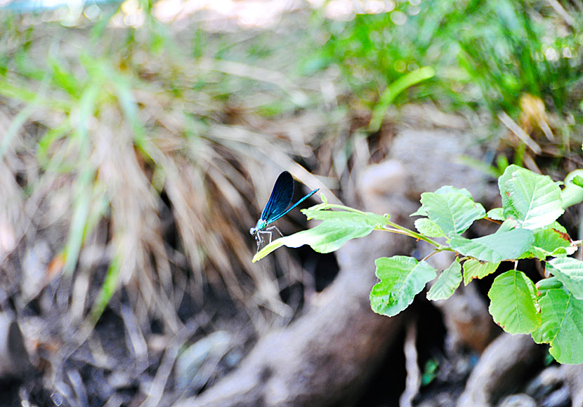 Dragonflies on Andros in Greece.