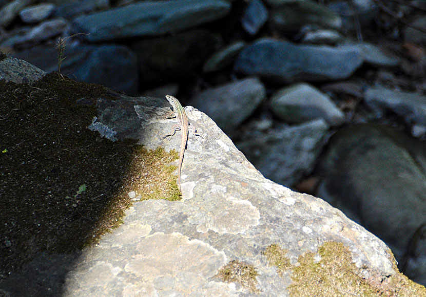 Lizards on Andros in the Cyclades.