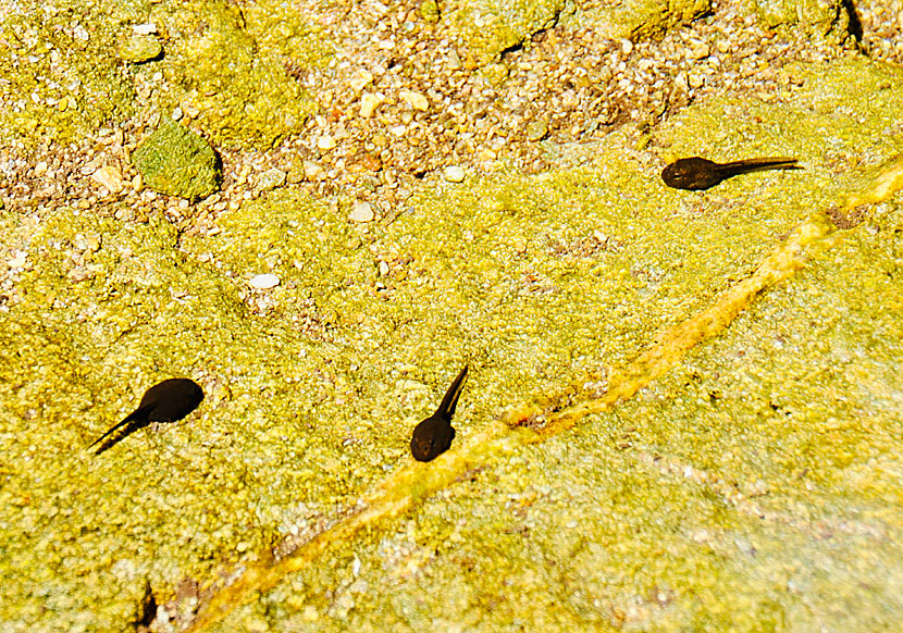 In the small lake at Pithara Waterfalls on Andros, freshwater fish swim.