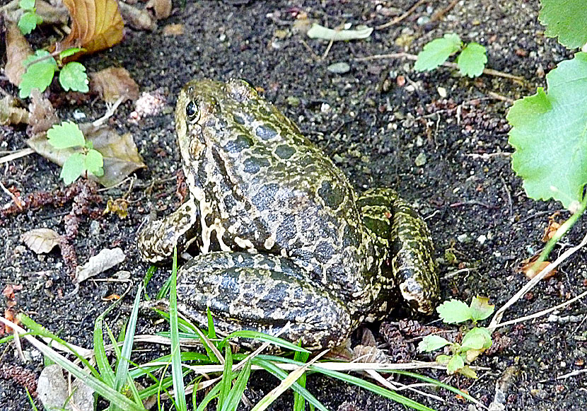 Frogs and toads on Andros in Greece.