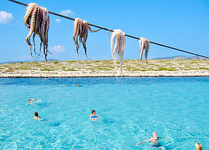 Snorkel for squid between Antiparos and Paros in the Cyclades.