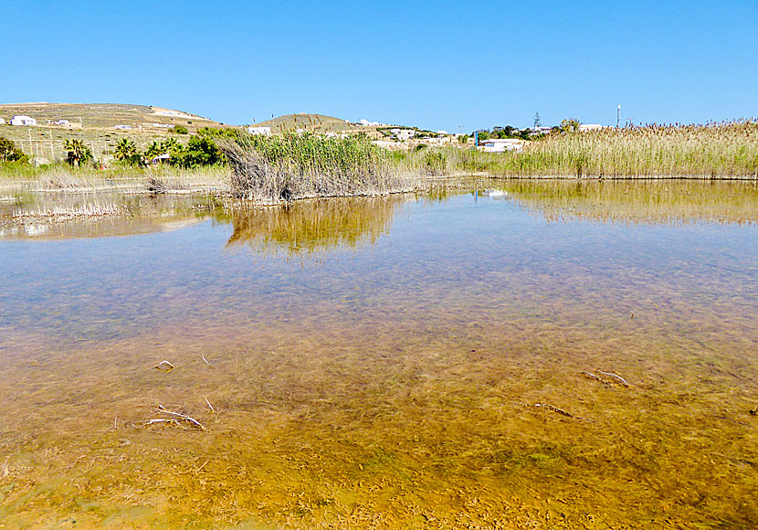 The wetland above Psaraliki beach on Antiparos is suitable for those who like to watch birds.