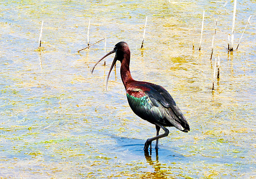 Glossy ibis, black-winged stilt and other exciting birds in the wetlands of Antiparos in Greece.